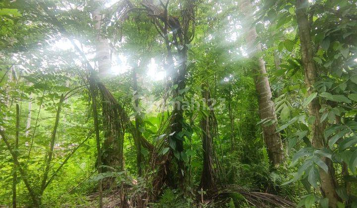 Tanah Desa Tewaan, Ranowulu Terbaik Dan Termurah 1