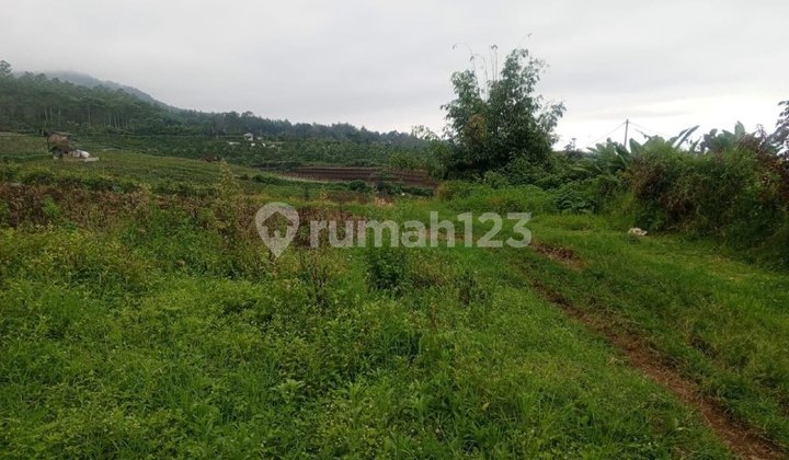 Lahan Jalan Aspal Kebun Dusun Boro, Desa Tawangargo, Kecamatan Karangploso, Kabupaten Malang, Strategis