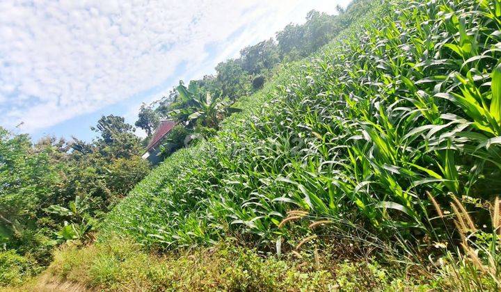 Tanah Di Desa Oro Oro Ombo Batu Malang, Lereng Gunung Arjuno 2