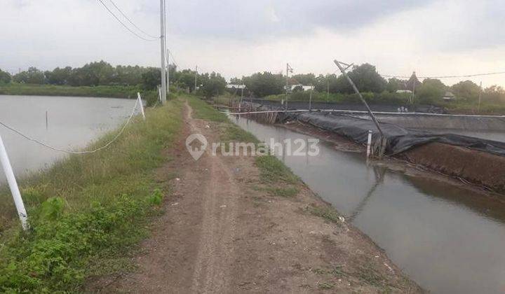 Ex. Tambak Udang Kecamatan Lekok, Pasuruan, Jawa Timur 1