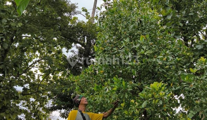 Lahan Perkebunan Wonosalam, Jombang, Jawa Timur Lahan Perkebunan Wonosalam, Jombang, Jawa Timur