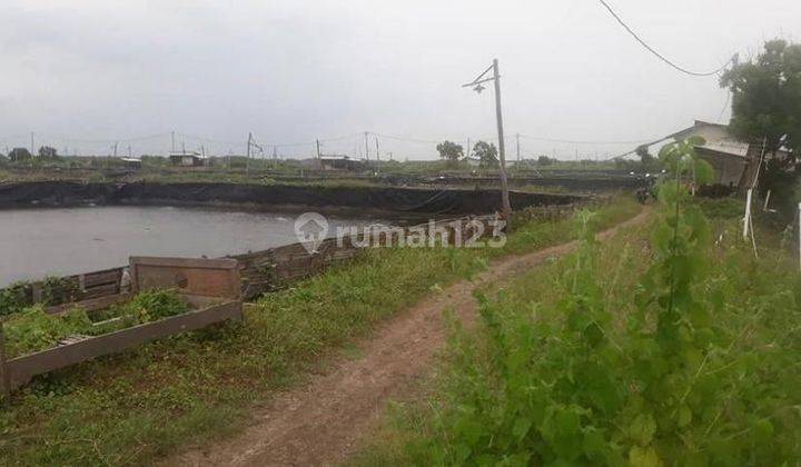 Ex. Tambak Udang Kecamatan Lekok, Pasuruan, Jawa Timur 2