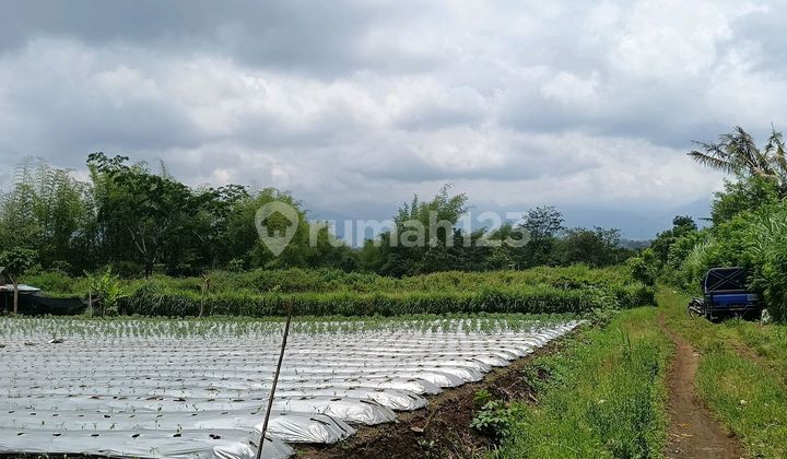 Tanah Murah Mepet Tembok Freeland Tidar@kota Malang. Tanah Murah Mepet Tembok Freeland Tidar@kota Malang.