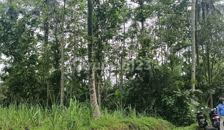 Tanah Super Murah di Tajinan, Cocok untuk Investasi