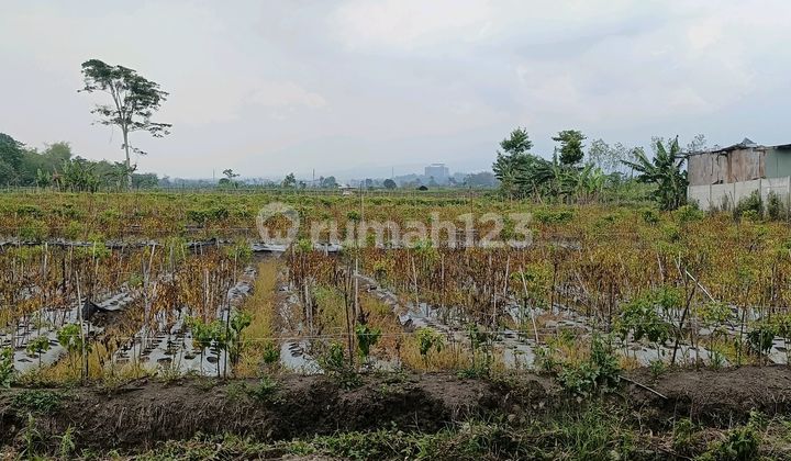 Tanah Luas Di Karangploso Cocok Untuk Perumahan Tanah Luas Di Karangploso Cocok Untuk Perumahan