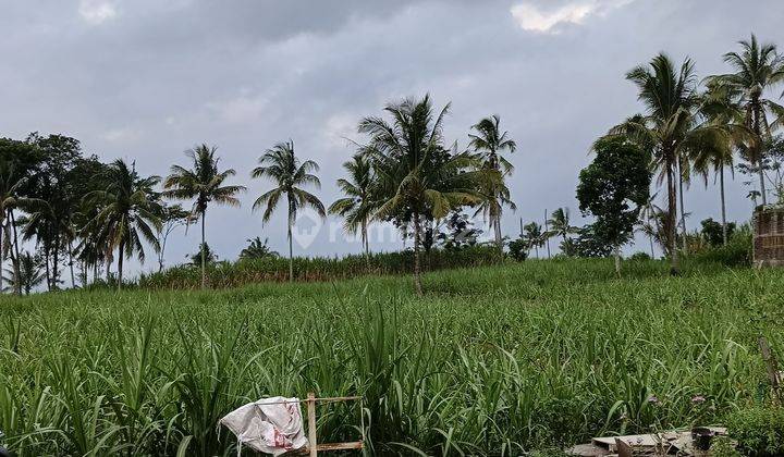 Tanah Luas Cocok Untuk Perumahan, Wagir Malang. 1