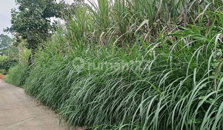 Tanah Murah Di Singosari.dengkol