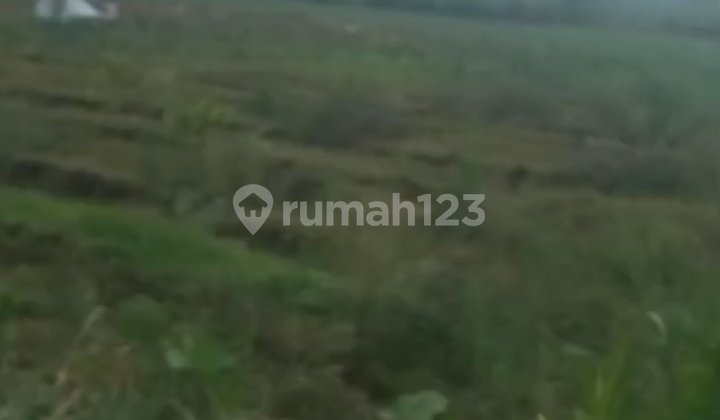 Very Cheap, Large Garden Land in Poncokusumo Very Cheap, Large Garden Land in Poncokusumo