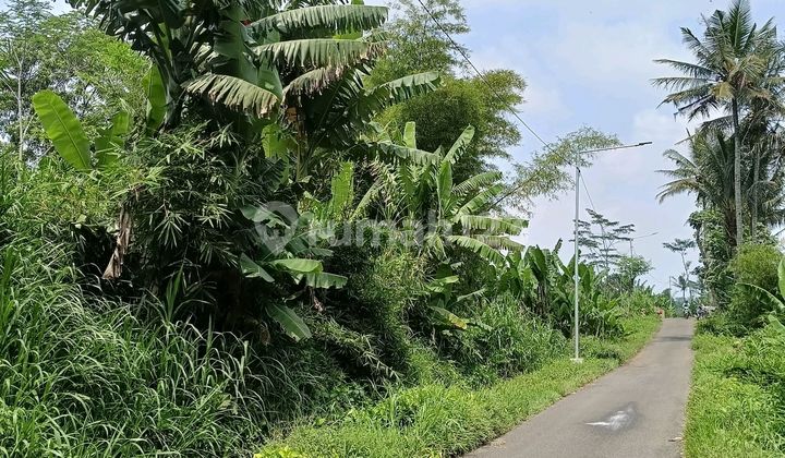 Very Cheap, Land in Pakis