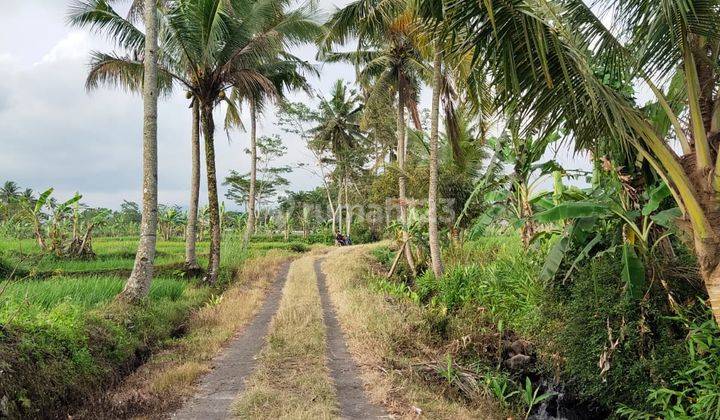 Di jual Tanah SHM sawah murah di wukirsari cangkringan Sleman Yogyakarta  1