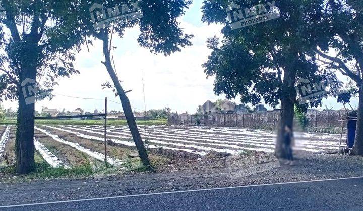 Dijual Tanah Luas Strategis Nol Jalan Raya Petung Rogojampi Banyuwangi Harga Murah Masih Nego SHM 2