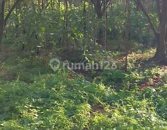 H13 Dijual Tanah Nol Jalan Raya Strategis