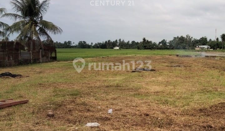 Tanah Kavling di Suka Damai Sei Bamban Serdang Sumatera Utara