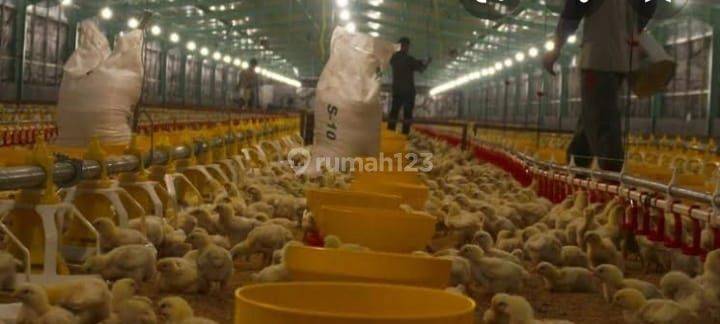 DIJUAL USAHA AKTIF  PETERNAKAN AYAM BROILER di Garut Jawa Barat 2