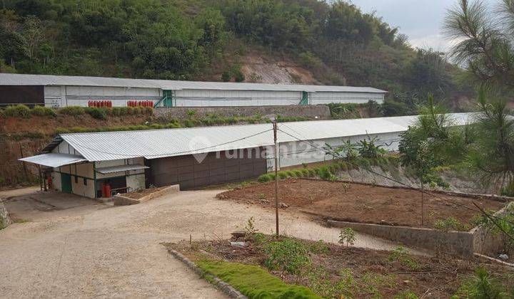 DIJUAL USAHA AKTIF  PETERNAKAN AYAM BROILER di Garut Jawa Barat 1