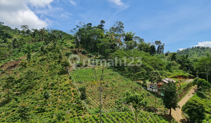 Tanah Kebun Produktif Avocado Omzet Dahsyat Lokasi Strategis