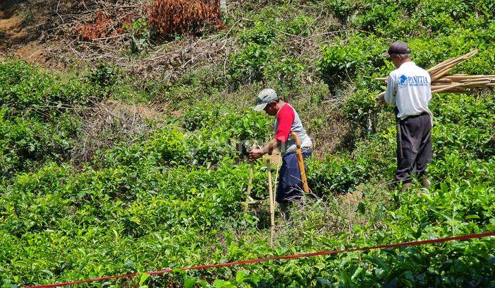 Tanah Kebun Produktif Avocado Omzet Dahsyat Lokasi Strategis