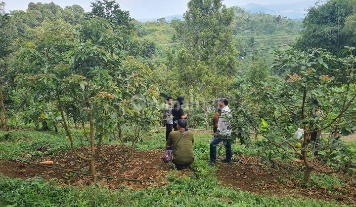 Tanah Kebun Produktif Avocado Omzet Dahsyat Lokasi Strategis
