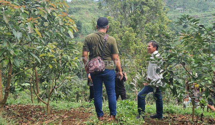 Tanah Kebun Produktif Avocado Omzet Dahsyat Lokasi Strategis