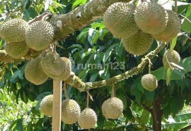 Jual Kebun Durian dan Manggis Bogor  Berbuah