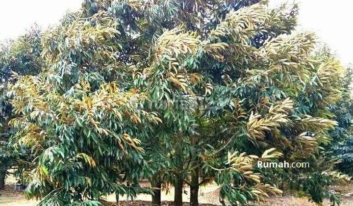 Kebun Durian Musang King Siap Produksi