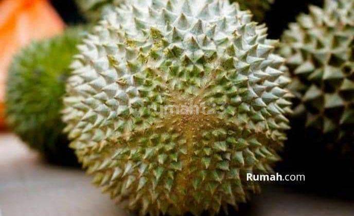 Kebun Durian Musang King Siap Produksi