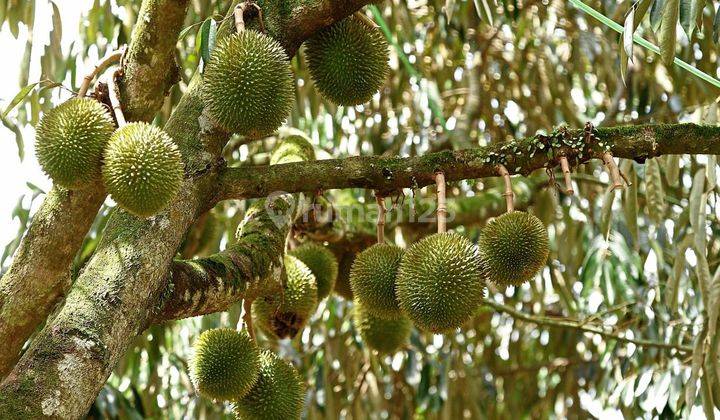 Kebun Durian Musang King Siap Produksi