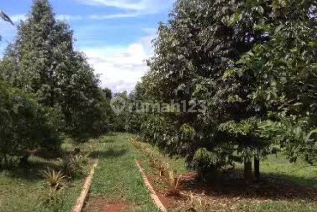 Kebun Durian Musang King Siap Produksi