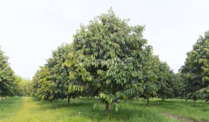 Kebun Durian Musang King dan Manggis Berbuah di Bogor