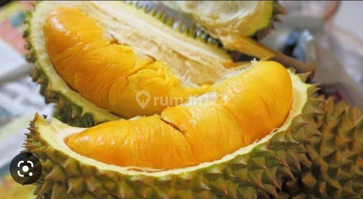 Kebun Durian Musang King dan Manggis Berbuah di Bogor