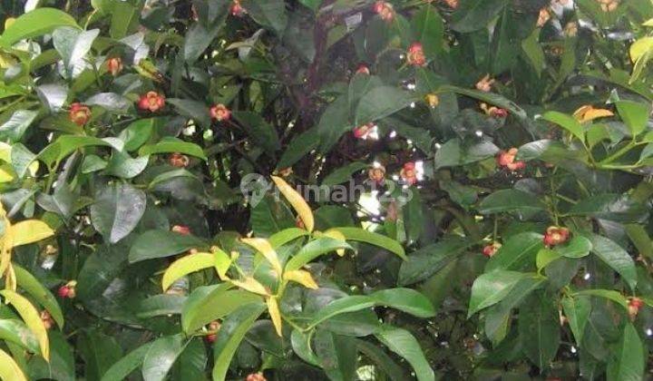 Kebun Durian Musang King dan Manggis Berbuah di Bogor