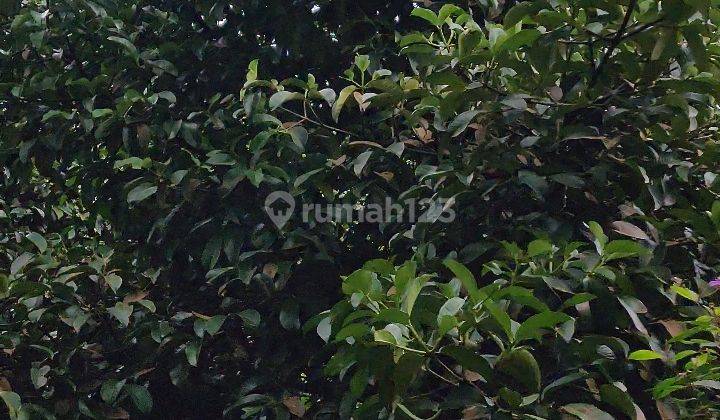 Kebun Durian Musang King dan Manggis Berbuah di Bogor