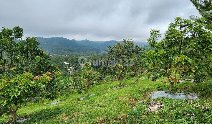 CEPAT DI BAWAH HARGA PASAR, Kebun Alpukat Mulai Produksi Omzet Ratusan juta