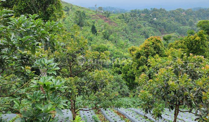 Kebu  Alpukat Unggul Jawara Nasional Harga di bawah pasar