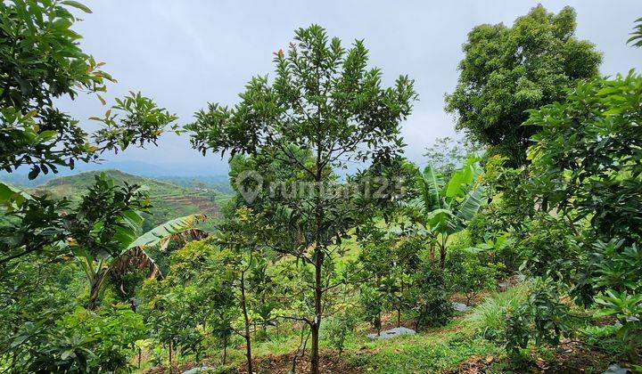 Kebu  Alpukat Unggul Jawara Nasional Harga di bawah pasar