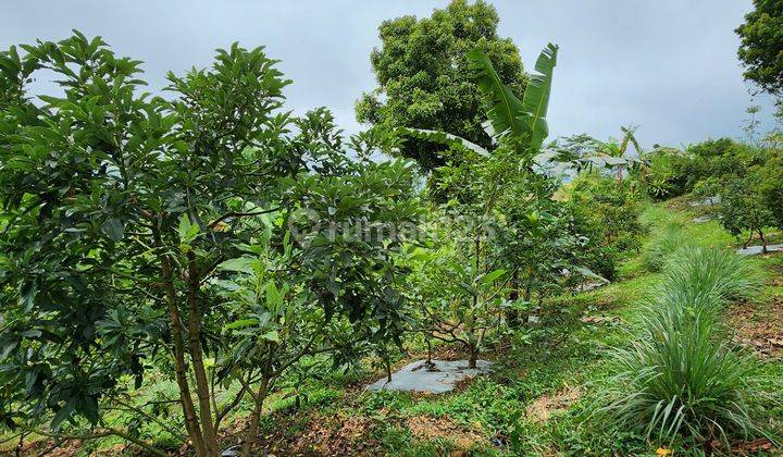 Kebu  Alpukat Unggul Jawara Nasional Harga di bawah pasar