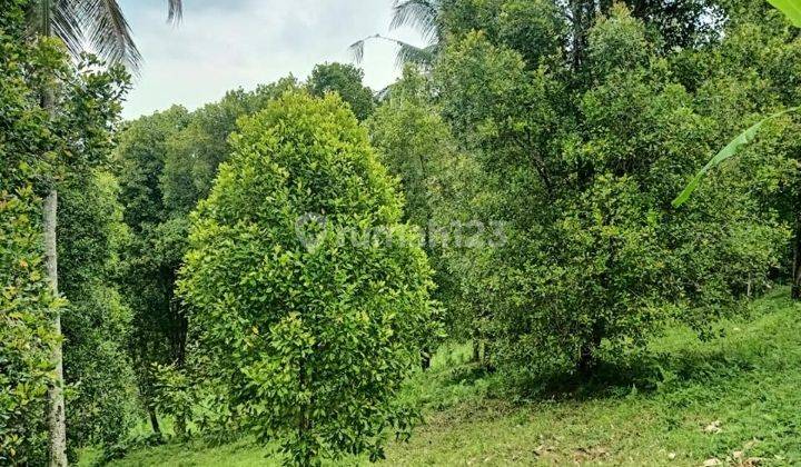 Tanah Kavling Jembrana Bali Termurah View Laut