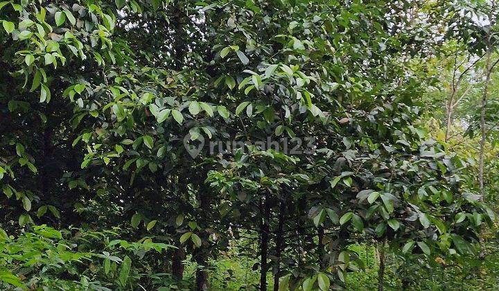 Tanah Kebun Durian dan Manggis Produktif 3