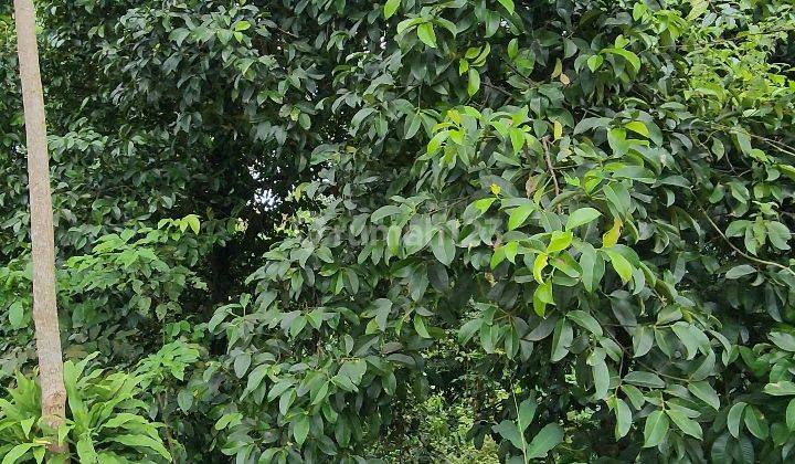 Tanah Kebun Durian dan Manggis Produktif 5