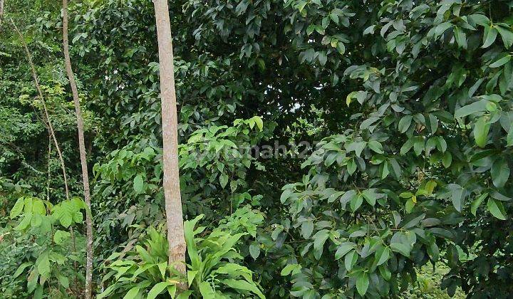 Tanah Kebun Durian dan Manggis Produktif 4