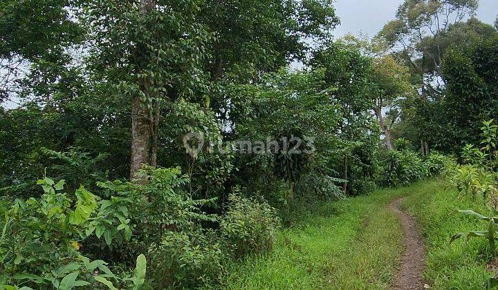 Tanah Kebun Durian dan Manggis Produktif 6