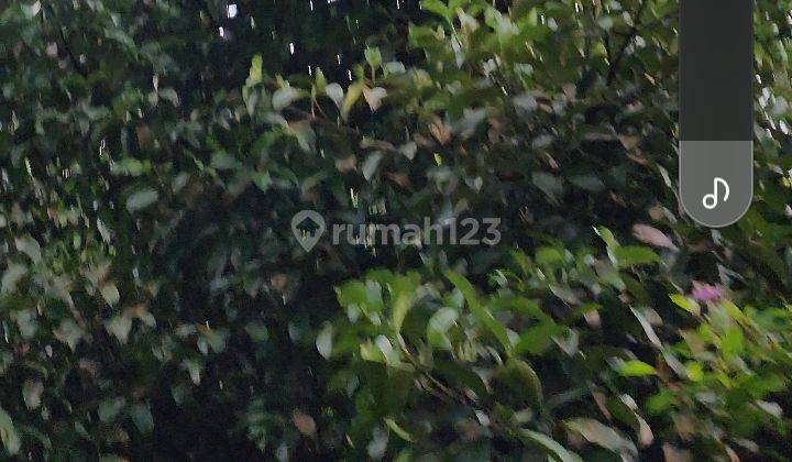 Tanah Kebun Durian dan Manggis Produktif 8
