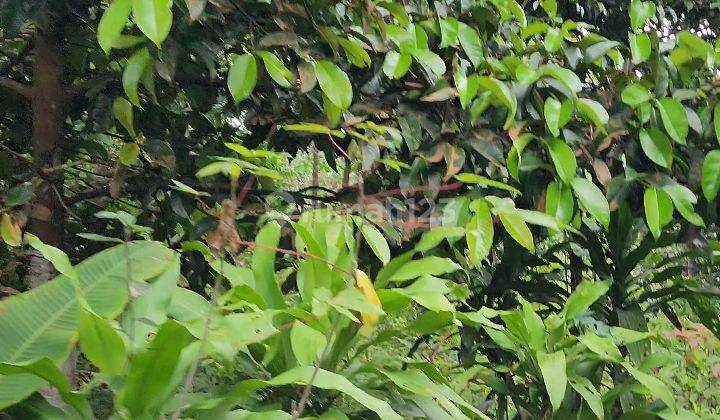 Tanah Kebun Durian dan Manggis Produktif 9