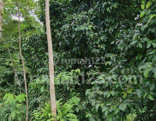 Tanah Kebun Durian dan Manggis Produktif 1