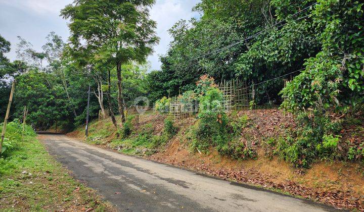 Jual Kebun Durian dan Manggis Bogor  Berbuah