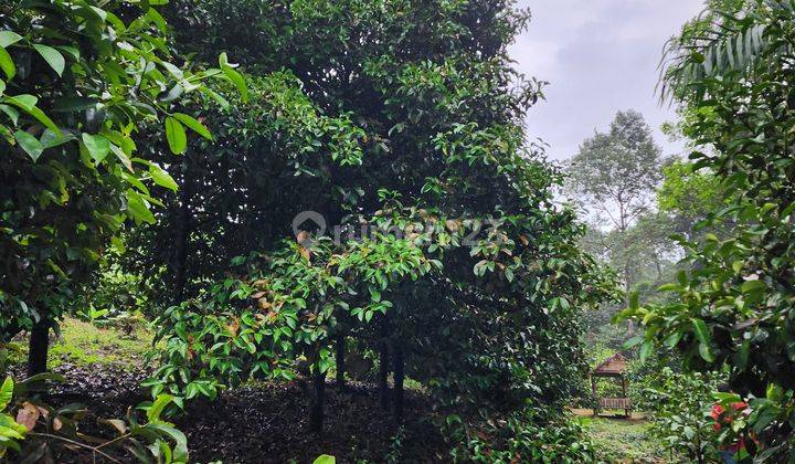 Jual Kebun Durian dan Manggis Bogor  Berbuah