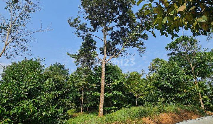 Jual Kebun Durian dan Manggis Berbuah 2