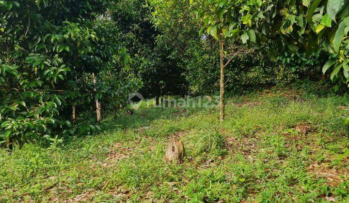 Jual Kebun Durian dan Manggis Berbuah 1