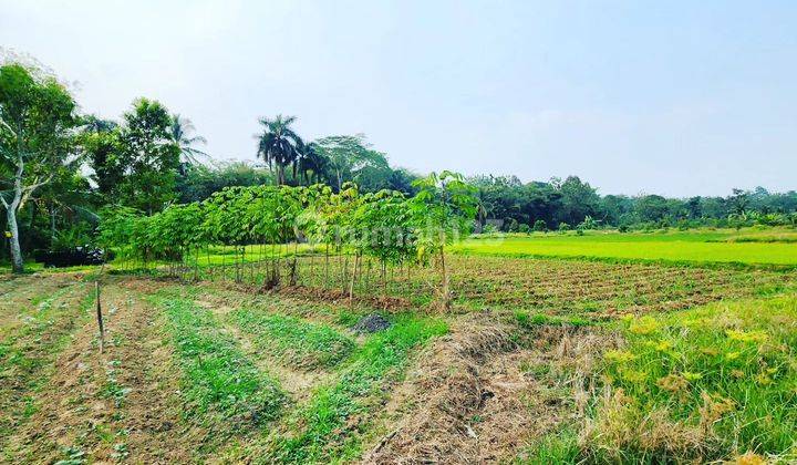 TANAH MURAH PROSPEK BAGUS luas 13.000m 2