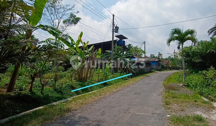 Cheap Land in Dituri Sleman with Free Salak Plants